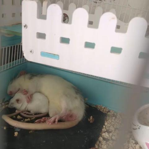 各种小可爱