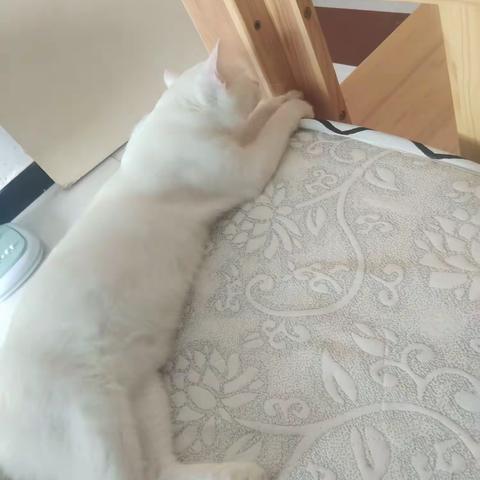 爱睡觉的七七