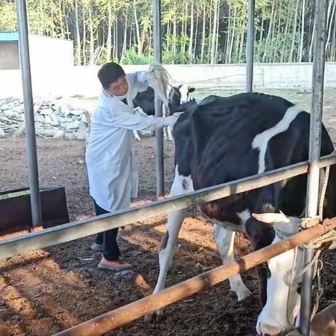 乌兰浩特市全面完成畜间布病检测、阳性牲畜扑杀及无害化处理、疫点消毒工作