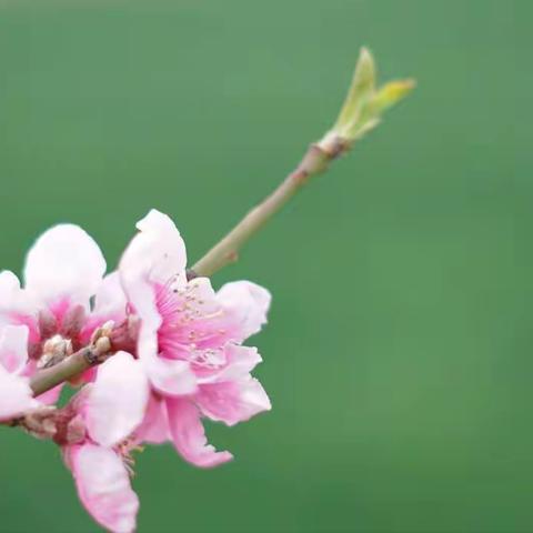 春意浓，百花艳