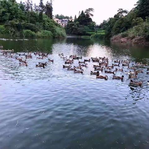 德标麻鸭优惠购