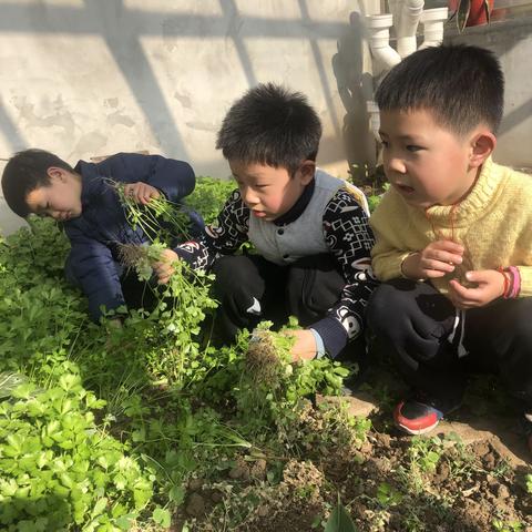 田园生态 童趣童乐——果果三班除草记