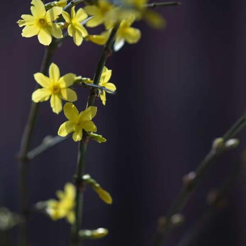 迎春花开