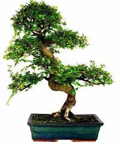 .诗歌.阳台上的榆树