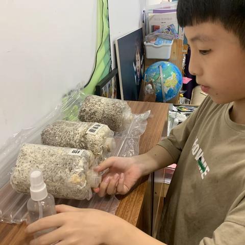 观察记录不同菌菇在相同环境下的生长情况
