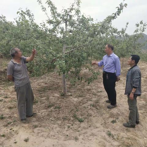 甘泉县果业技术服务中心学党史办实事之——邀请专家深入田间地头现场指导培训