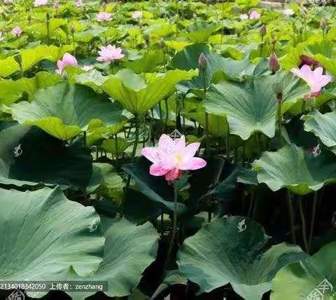 你的坚持，终将美好！———写给城关实小的孩子们