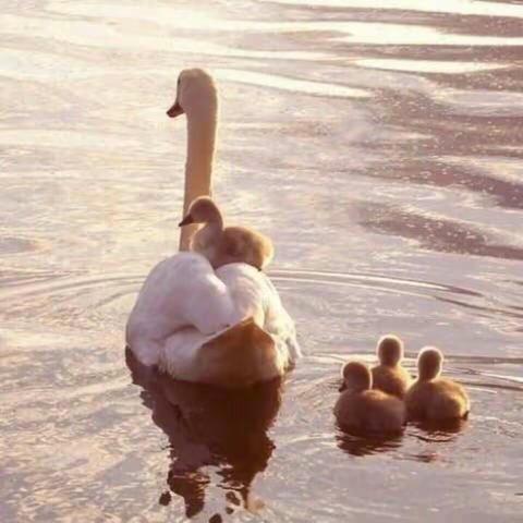 【团结奋进，锐意进取，自强不息，永不放弃】——孔镇希望小学2016——2017年度期末总结及发展规划