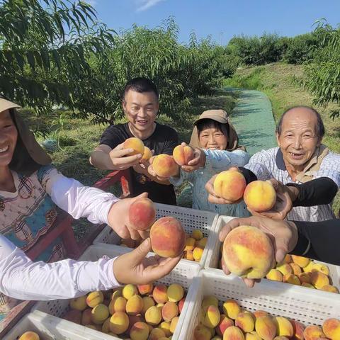 千盏村的黄桃熟了