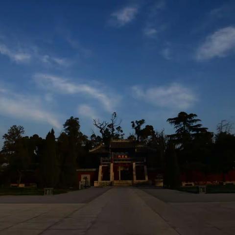 银杏树下的魅影
