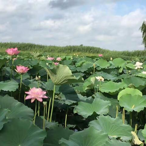 桃园忆故人·游射阳荷花荡