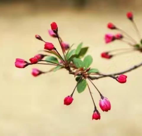 春暖花开  静待相见