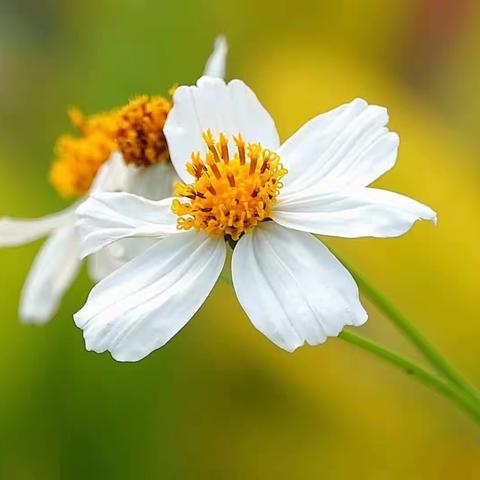 三月芳菲百花开~~~大春百花香系列（一）