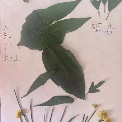 二年六班 “金秋十月赏家乡 树叶贴画 ”活动