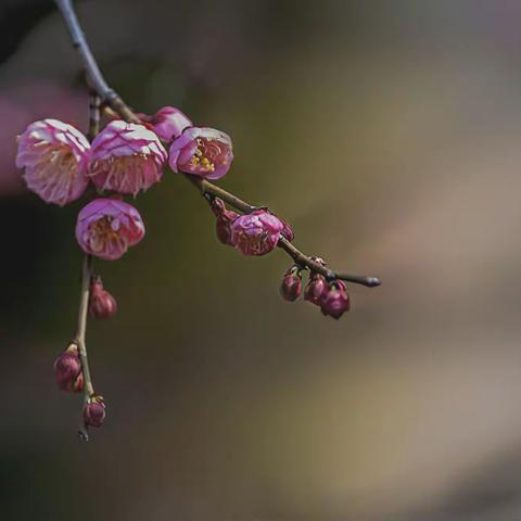 洋湖春暖梅花开