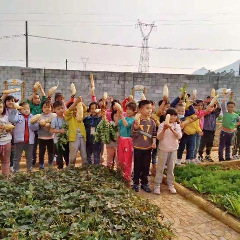 美丽的菜园，——记学校劳动梦园【覃塘街道姚山小学】