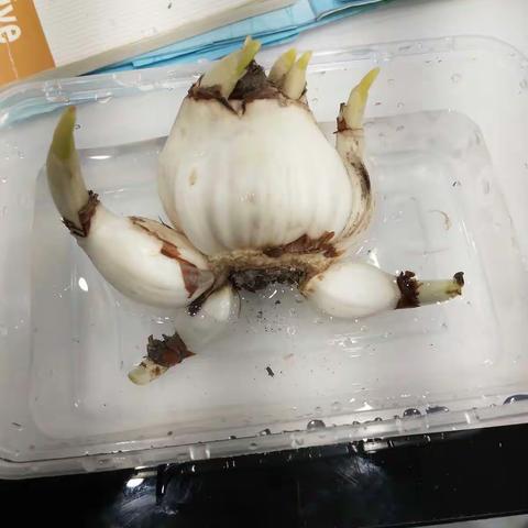 水仙花成长记―吴佳绮