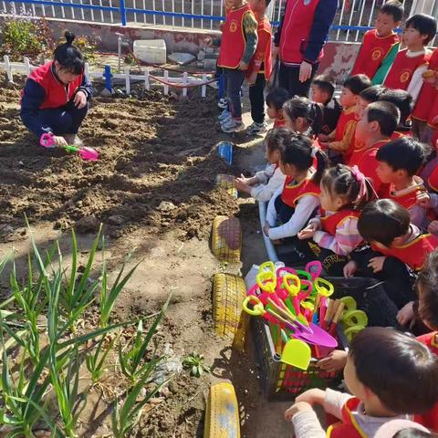 🎉土豆宝宝种植记🎉——寺岗幼儿园大班土豆种植活动