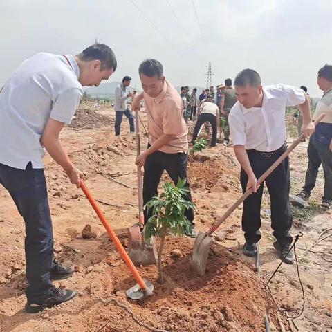 我为群众办实事之先田荔枝开种啦