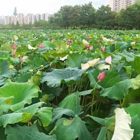 缤纷夏日，“暑”我精彩——抚州市实验学校一（11）班傅洛昕暑期作业展示