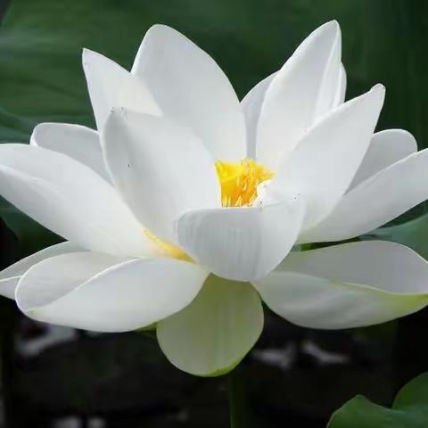 那一朵美丽的雪莲花……（副本）