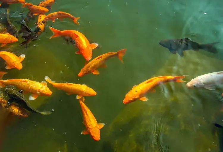 【叶子】鱼儿游游