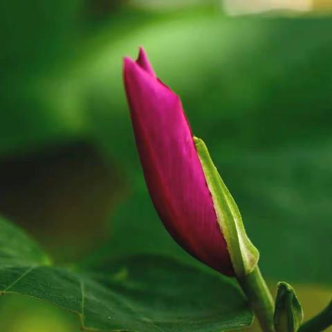 姹紫嫣红阳光椰风苑里五彩缤纷