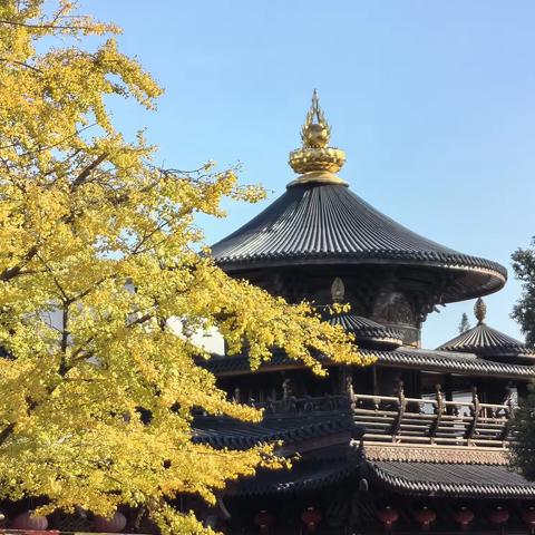 银杏金黄闪烁宝华寺