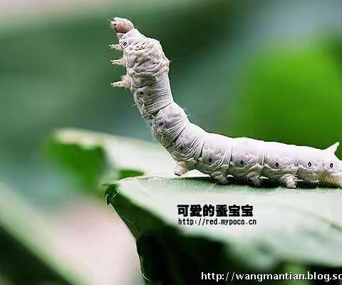 古田城西二幼小班 今天是抗“疫”家庭小课堂第 五十九天，开学虽延期，成长不推迟！