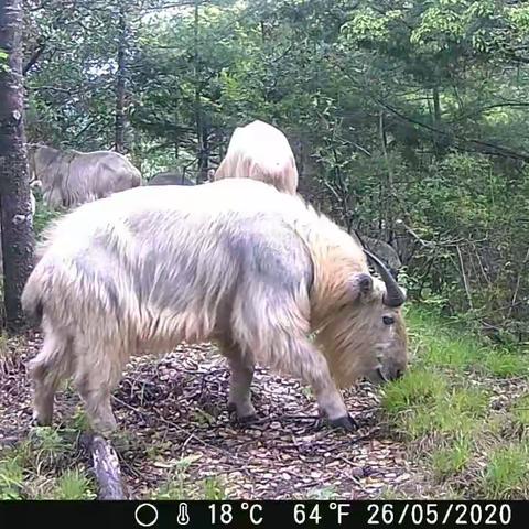 鹰嘴石省级自然保护区首次拍摄到国家一级保护动物林麝