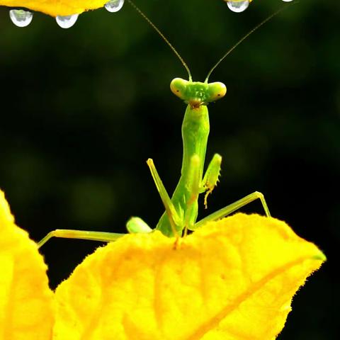 《可爱的小精灵》郭朝晖摄影