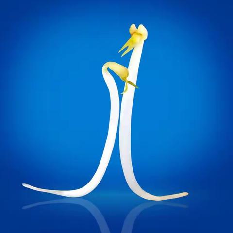 郭朝晖《魅影》蔬菜系列摄影