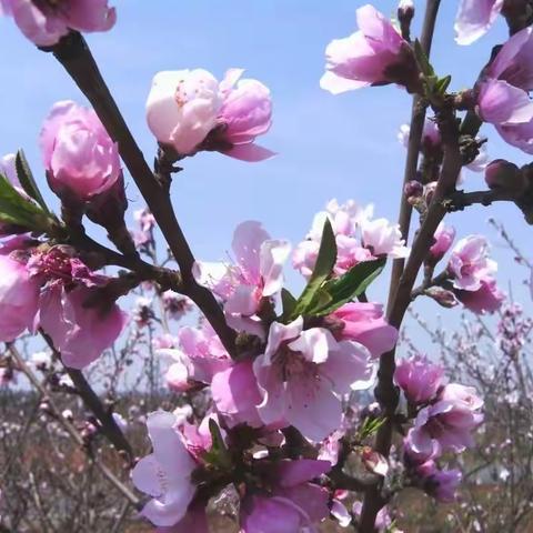 主题《春暖花开》系列五：美工《春天的花草》·音乐律动《听我说谢谢你》