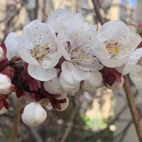 🙏清明时节，缅怀英烈！抗击新冠，中国加油！🇨🇳——烟台开发区一中6.10班黄元溪清明节居家生活学习！🌈