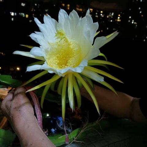 火龙果花亦系“昙花一现”。