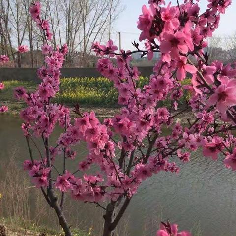 太平小学四年级“战疫”中的春暖花开——美术课程