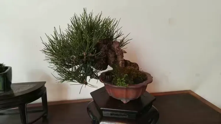 造型黑松图片大全 日本