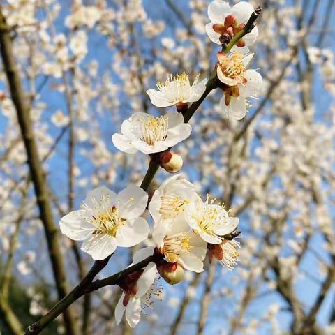 【2月24日】停课不停学，空中课堂传佳音——菏泽一中八一路校区高一语文作业展