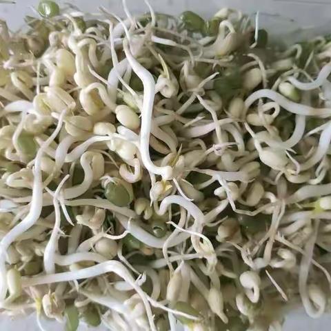 绿豆生长记
