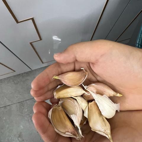 大蒜生长记