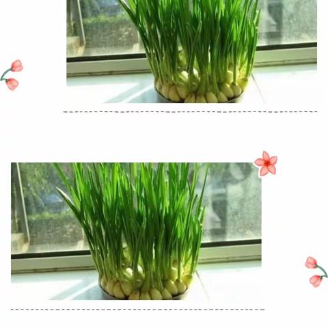快乐种植，“蒜”你可爱——南张中心幼儿园郑庄分园种植活动