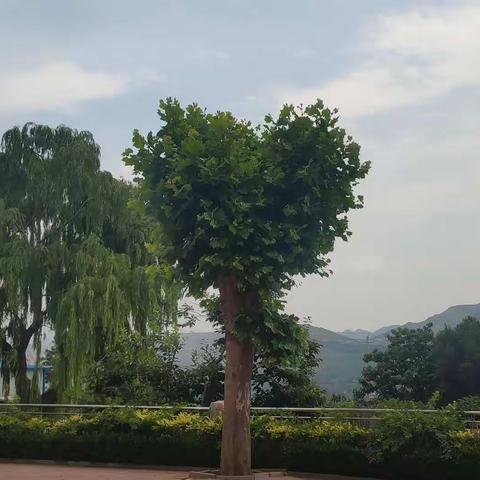 莲花盆小学一年级新生入学通知书