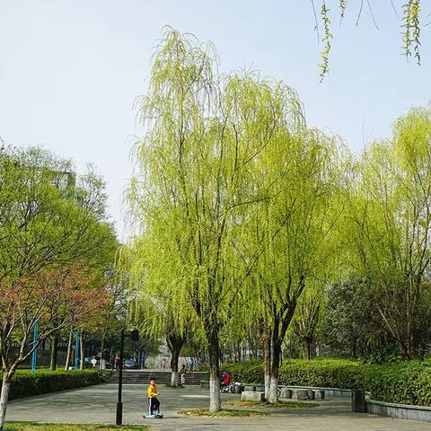 家园花红柳绿又一春