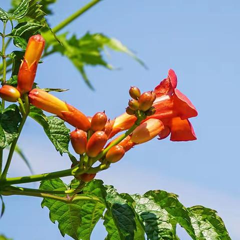凌霄花（拍于卡子门广场）