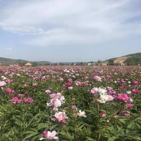 主动牵线搭桥  助力产业发展