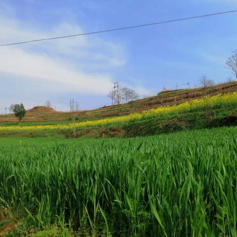 不一样的假期生活  —  徽县实验小学一年级七班     秦雪娇