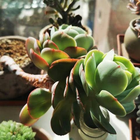 我的多肉孩子们