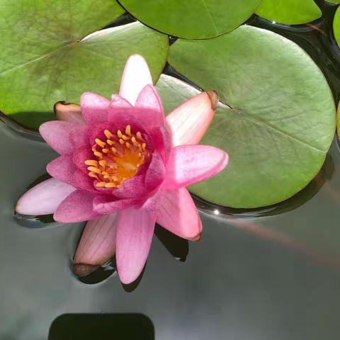 小睡莲水培日志