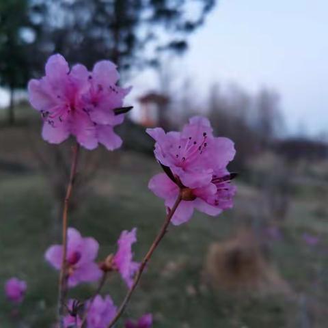 2021年的花花草草