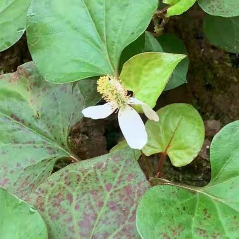 《探秘鱼腥草》——曹市幼儿园小班 班本课程